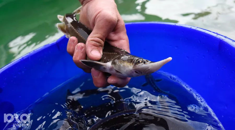  &copy;&nbsp;Фото Елены Синеок, Юга.ру