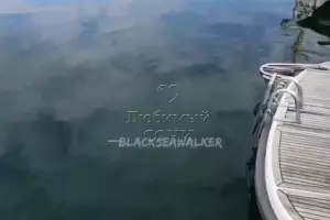  &copy;&nbsp;Скриншот видео телеграм-канала &laquo;Любимый Сочи&raquo;, https://t.me/love_sochi