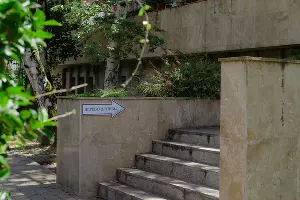 Березы у музея Дерева Дружбы в Сочи &copy;&nbsp;Фото Юли Шафаростовой, Юга.ру