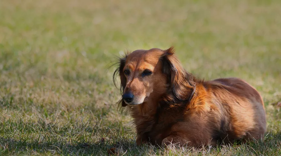 Собака &copy;&nbsp;Фото с сайта pixabay.com