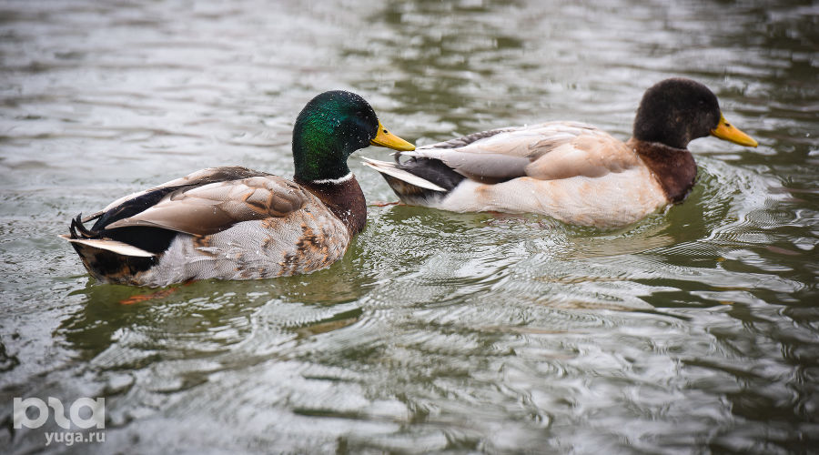  &copy;&nbsp;Фото Елены Синеок, Юга.ру