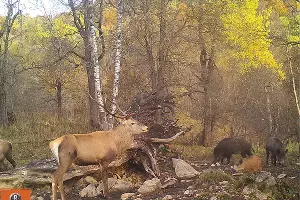  &copy;&nbsp;Фото пресс-службы Кавказского биосферного заповедника