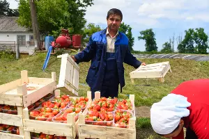 Овощное подразделение начали восстанавливать два года назад. Сейчас производится пять основных культур — томаты, лук, клубника, арбузы, баклажаны. &copy;&nbsp;Фото Елены Синеок, Юга.ру
