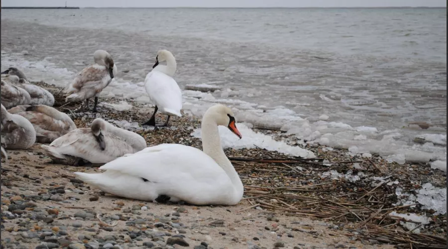  &copy;&nbsp;Скриншот из телеграм-канала &laquo;AhtariLive Приморско-Ахтарск&raquo; https://t.me/AhtariLive/10145