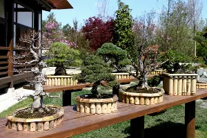 Японский сад парка «Краснодар» &copy;&nbsp;Фото Марины Солошко, Юга.ру