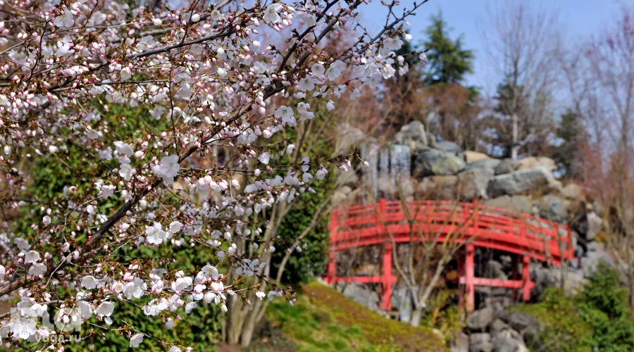 Цветение сакуры в Японском саду Краснодара &copy;&nbsp;Фото Марины Солошко, Юга.ру