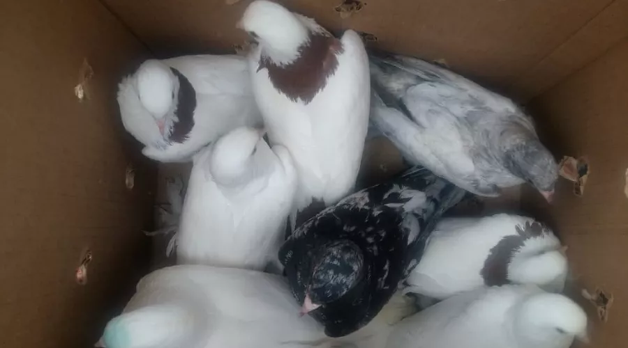  &copy;&nbsp;Фото пресс-службы ГУ МВД по Ставропольскому краю