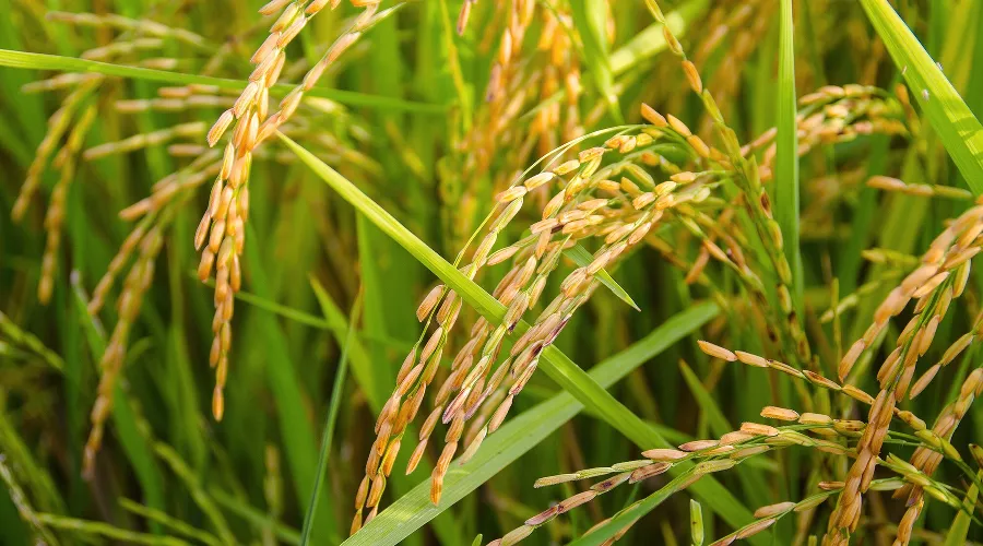  &copy;&nbsp;Фото с сайта pixabay.com