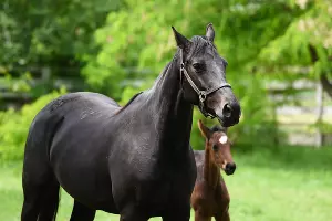 Конеферма учхоза &laquo;Кубань&raquo; &copy;&nbsp;Фото Елены Синеок, Юга.ру