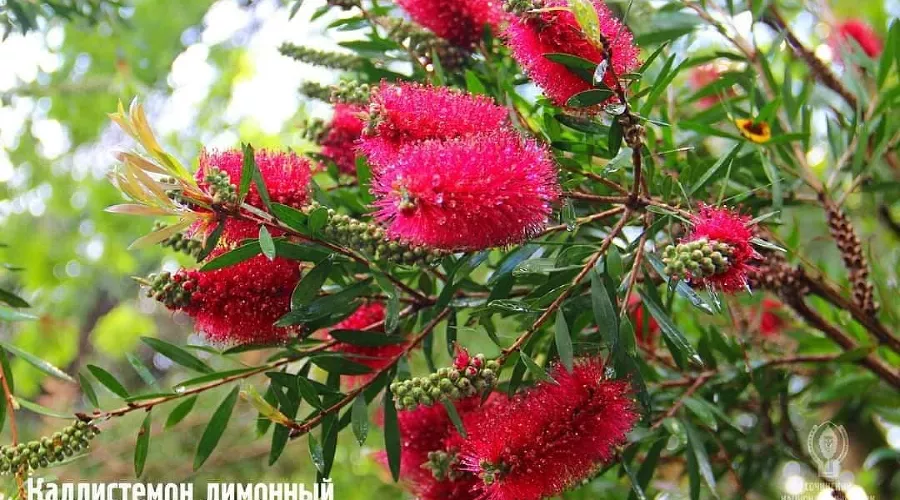  &copy;&nbsp;Фото из инстаграма Сочинского национального парка, instagram.com/npsochi