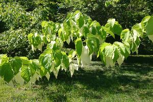  © Фото пресс-службы Кавказского заповедника