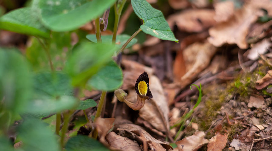 Кирказон Штейпа © Фото пресс-службы Сочинского нацпарка