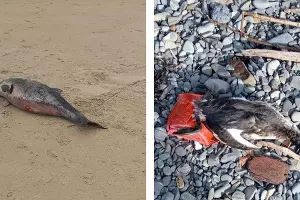  &copy;&nbsp;Скриншоты фото из телеграм-каналов &laquo;Юрий Озаровский Анапа Витязево Джемете&raquo; и &laquo;Макс Анапский&raquo;