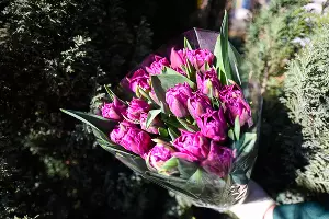 Тюльпаны &copy;&nbsp;Фото Елены Синеок, Юга.ру