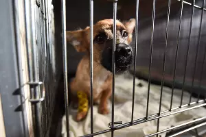 Приют для пострадавших животных «Краснодог» &copy;&nbsp;Фото Елены Синеок, Юга.ру