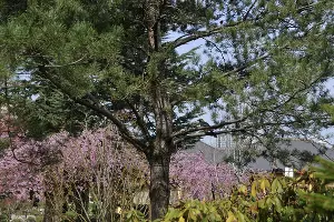 Сойка в Японском саду &copy;&nbsp;Фото Марины Солошко, Юга.ру