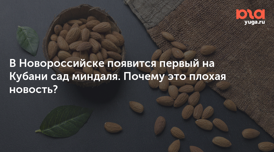 В Новороссийске появится первый на Кубани сад миндаля. Почему это плохая новость?
