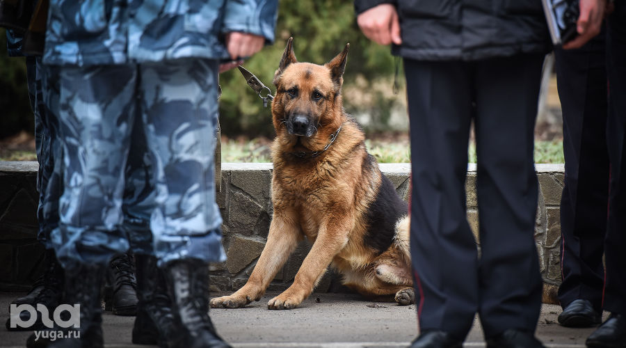  © Елена Синеок, ЮГА.ру