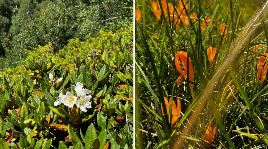  &copy;&nbsp;Коллаж из скриншотов фото из телеграм-канала &laquo;Кавказский заповедник&raquo;