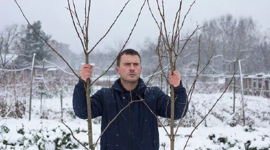 деревья &copy;&nbsp;Изображение сгенерировано нейросетью Gigachat