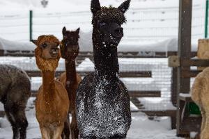 Альпаки © Фото пресс-службы курорта «Роза Хутор»