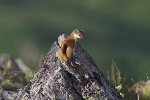  &copy;&nbsp;Фото пресс-службы Кавказского заповедника