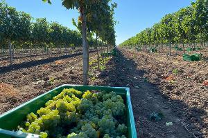  &copy;&nbsp;Фото пресс-службы винодельни &laquo;Узунов&raquo;