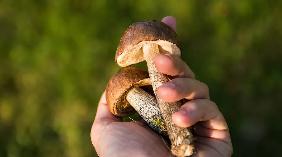  &copy;&nbsp;Фото с сайта pixabay.com