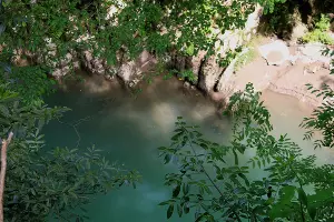 Тисо-самшитовая роща в Сочи &copy;&nbsp;Фото Марины Солошко, Юга.ру