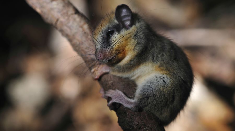 Соня © Фото пресс-службы Кавказского биосферного заповедника