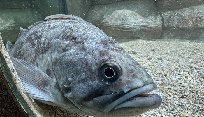 В Черном море нашли рыб, способных наполовину проглотить человека