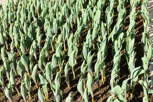 Тюльпаны &copy;&nbsp;Фото Елены Синеок, Юга.ру