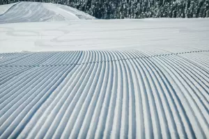  &copy;&nbsp;Фото пресс-службы &laquo;Розы Хутор&raquo;