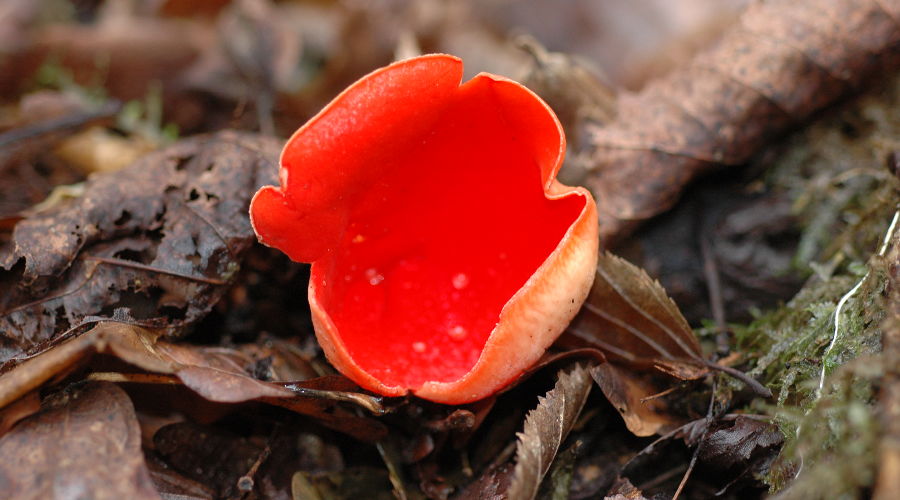 Блюдечко ярко-красное © Фото пресс-службы Сочинского нацпарка