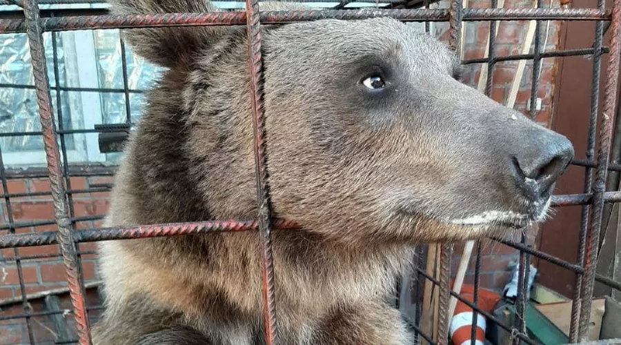  &copy;&nbsp;Фото из инстаграма очевидицы, заметившей медведя, instagram.com/uka_akvarelka/