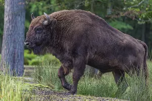 Зубр &copy;&nbsp;Фото пресс-службы отделения &laquo;Российский Кавказ&raquo; Всемирного фонда дикой природы