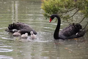 Австралийские черные лебеди &copy;&nbsp;Фото пресс-службы сочинского парка &laquo;Дендрарий&raquo;