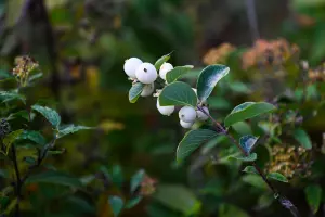 Снежноягодник &copy;&nbsp;Скриншот фото из телеграм-канала &laquo;Парк &laquo;Краснодар&raquo;