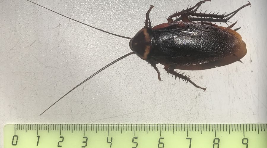 Американский таракан © Фото пресс-службы Сочинского нацпарка