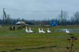 Поселок МТФ-1, находящийся в 1,3 км от белореченского полигона &copy;&nbsp;Фото Дмитрия Пославского, Юга.ру