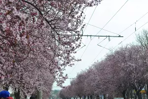 Цветение сливы &laquo;писсарди&raquo; на улице Ставропольской в Краснодаре &copy;&nbsp;Фото Марины Солошко, Юга.ру