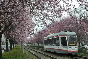 Сливы «писсарди» на улице Ставропольской в Краснодаре  &copy;&nbsp;Фото Марины Солошко, Юга.ру