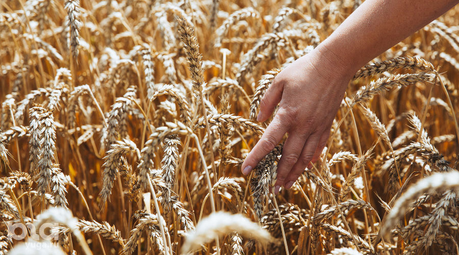  &copy;&nbsp;Фото Амины Ибрагимовой, Юга.ру