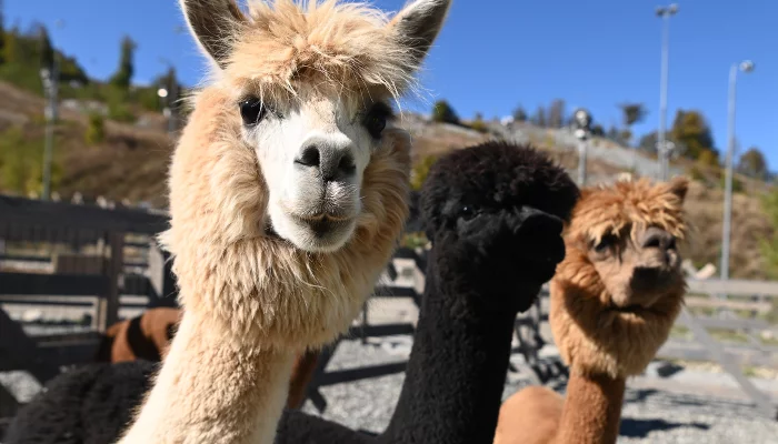 Альпаки в парке «Пача Мама» на «Роза Хутор» &copy;&nbsp;Фото пресс-службы курорта &laquo;Роза Хутор&raquo;