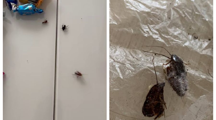  &copy;&nbsp;Скриншот из телеграм-канала Юрия Озаровского https://t.me/MoreOz/112681