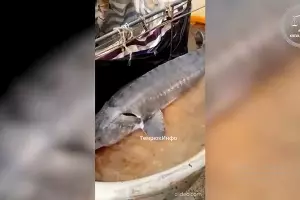  &copy;&nbsp;Скриншот видео пресс-службы краснодарского краевого суда