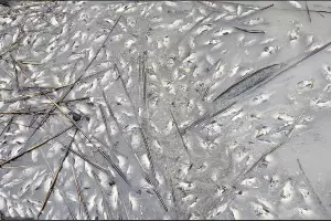  &copy;&nbsp;Скриншот из телеграм-канала &laquo;Южное межрегиональное управление Россельхознадзора&raquo; https://t.me/rsn_yug/672