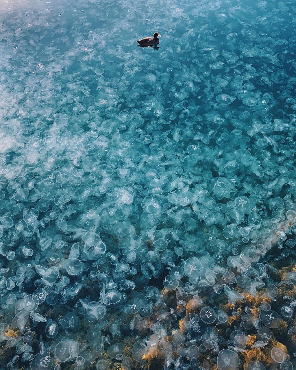 Вода в черном море