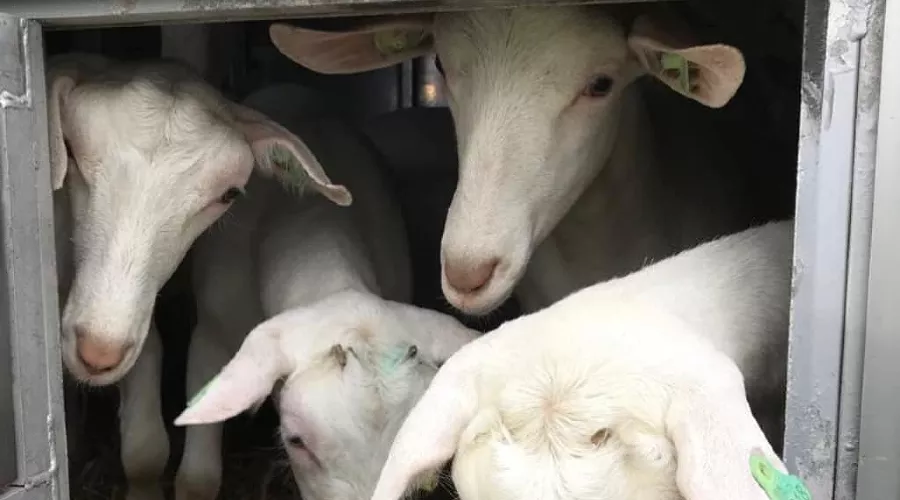  &copy;&nbsp;Фото пресс-службы минсельхоза Адыгеи