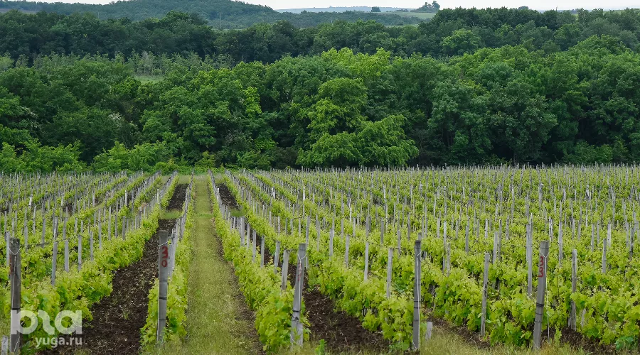  &copy;&nbsp;Фото Елены Синеок, Юга.ру